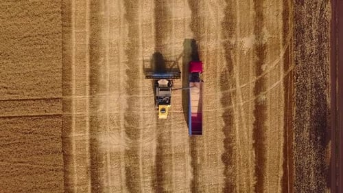 Aerial Drone Top View From Above Overloading Grain From Combine Harvesters Into Grain Truck in Field