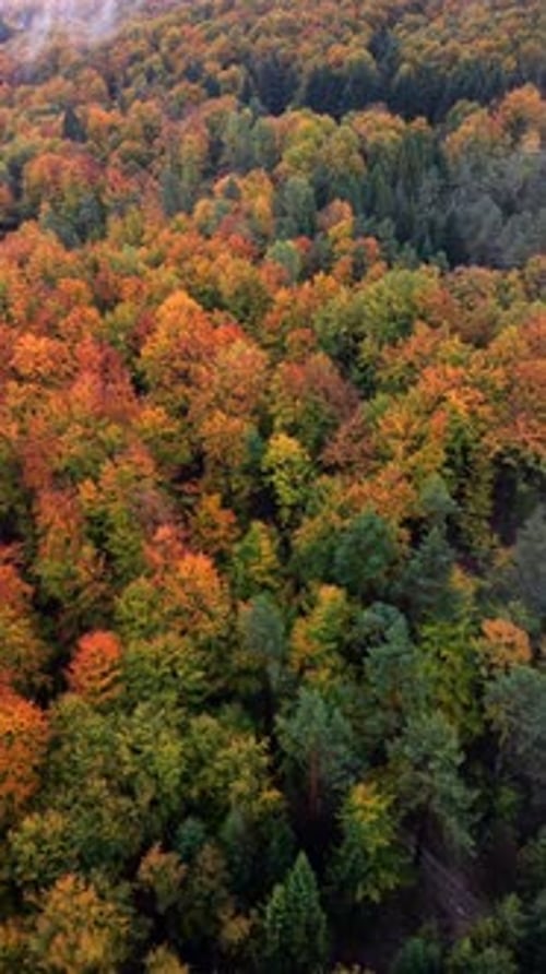 Aerial View of Colorful Autumn Forest with Orange and Green Trees