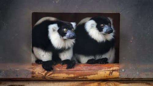 Close up of two black and white lemurs at the zoo