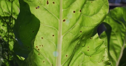 Brown spots on a large green leaf in a sunny garden