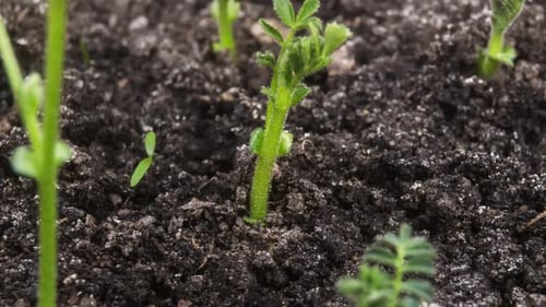 2K - Growing Plant Chickpeas