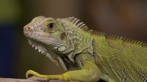 Zooming in on the face of a scaly iguana lying on a piece of wood.