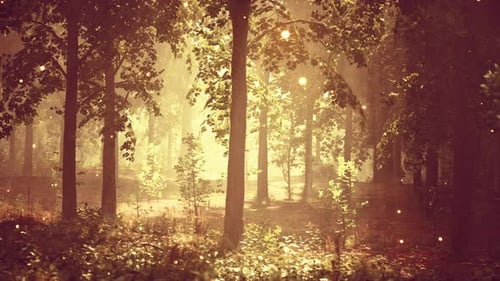 A Forest Filled with Lots of Trees and Lights