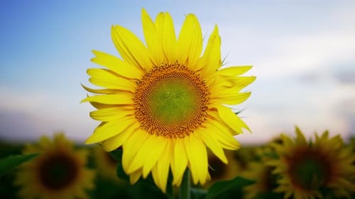 Close Up Selective Focus on Sunflower in Sunflowers Farm Field