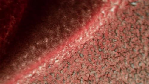 Microscopic Red Organisms and Bubbles in Fluid Motion