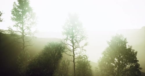 Sunlight Filtering Through Trees in a Serene Forest Setting at Dawn