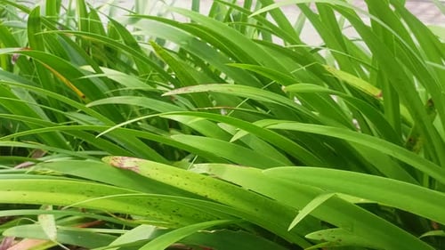 view of Luzula sylvatica (Marginata) outdoor plants