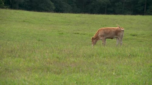 Cow Grazing in a Green Field on Sunny Day