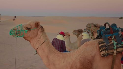 Mittlere Aufnahme von Kamelen, die sich auf Safari im Freien auf Sand ausruhen.