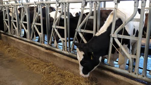 Black and White Dairy Cows Standing Behind a Fence in a Cowshed
