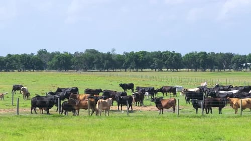 Production of Organic Dairy Products Milk Cows Grazing on Green Farm Pasture Feeding of Cattle on