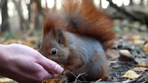 Squirrel Eating Nut from Hand in Forest