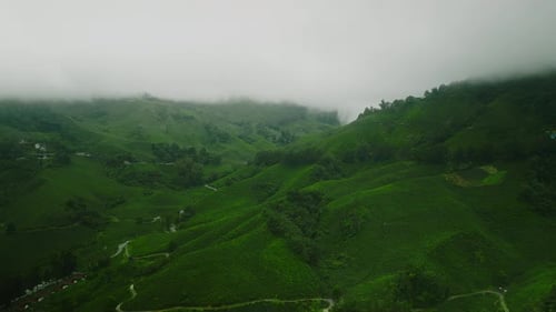 Aerial View of Green Tea Plantations Covering Hills in Asia