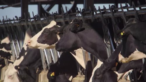 Some cows grazing hay on a farm