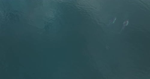 Fin Whales Migrating Season in Pacific Ocean, Aerial Drone View