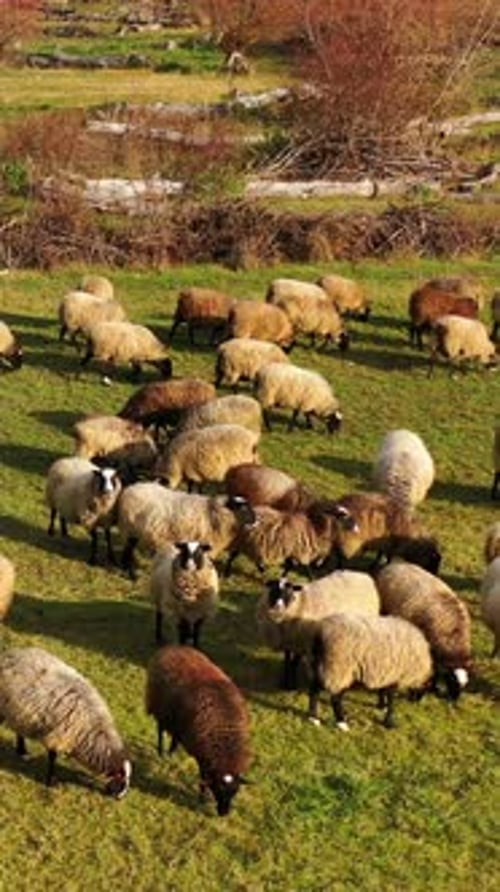 Grazing sheep. Beautiful animals feeding outdoors. Herd of sheep grazing grass on the field.