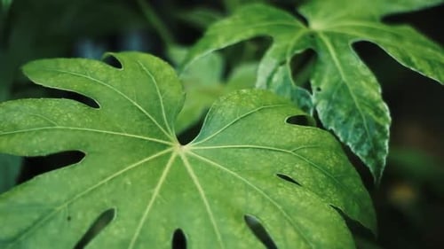 Aralia japonaise se déplace avec une légère brise