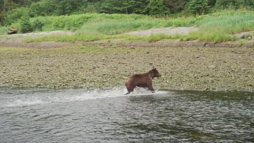 A wild bear quickly ran up the river and looked into the river to search.