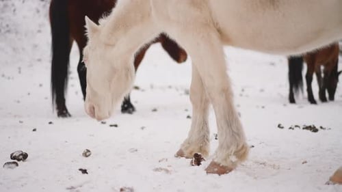Horses Graze in the Snow During Winter
