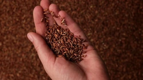 Handful of Dry Red Rice Long Brown Rice in Human Hand Close Up Grains Fall Poured a Stack World