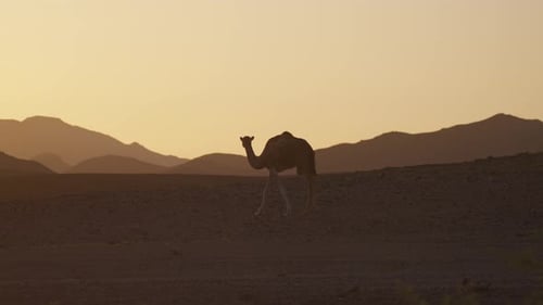 Camel Walking in Desert at Sunset