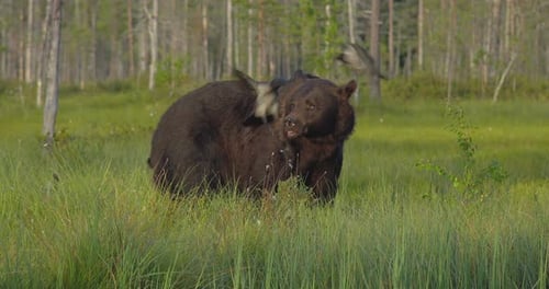 An adult brown bear runs for the forest looking for food