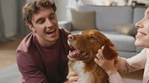 Cute Pet Enjoy Stroking By Happy Smiling Couple at Cozy Living Room Close Up