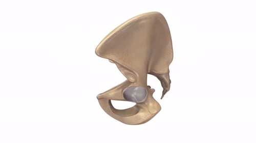 Detailed medical model of the human pelvic bone