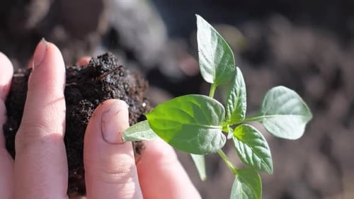 A Man Plants a Green Plant in Dry Land Greening Planet Earth Vertical Video