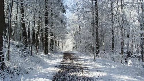 Lonely Dirt Road In Winter Forest With Leafless Trees. Dolly Shot