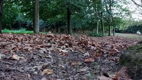 Fallen leaves on the ground in brownish tones contrast with the green of the trees in the background