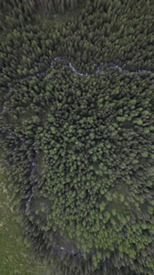 Video über einen Wald am Poprad-See, einem Ausflugsziel im Nationalpark Hohe Tatra, Slowakei