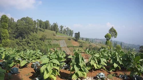 bela paisagem natural de montanha, panorama de natureza montanhosa, com floresta de altas árvores verdes e verdes