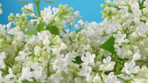 A field of white lilac flowers with green leaves
