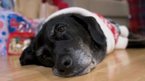 A close-up view of a tired black senior labrador dog wearing a Christmas-themed sweater as it lies o