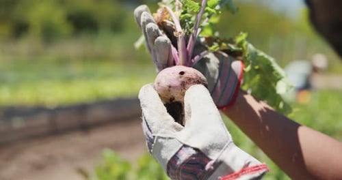 Ferme, inspection et mains d'une personne avec des légumes pour la croissance, la durabilité et la récolte