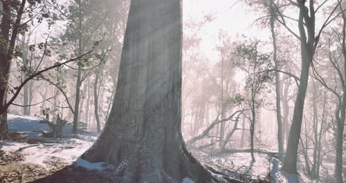 A Towering Tree Stands Majestically in a Tranquil Forest Scene