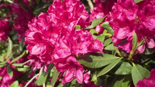 Pink Azalea flower shrubs, close up