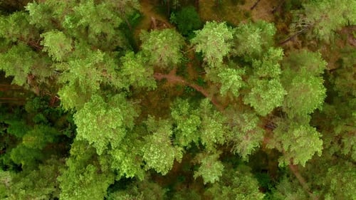 Dense green forest, aerial top down spin view