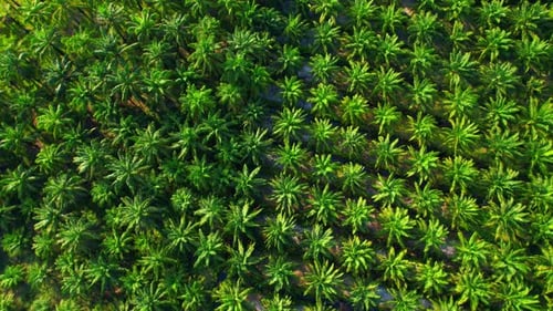 4K : Aerial view over a palm and coconut plantation