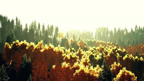 A Dense Forest with Towering Trees