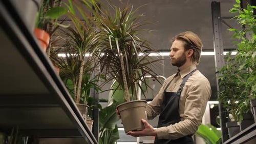 Florist Taking Care of a Dracaena Plant in a Flower Shop