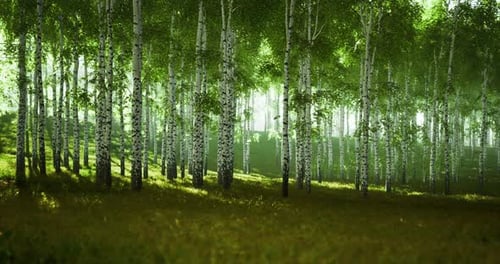 Sunlight Filters Through a Serene Grove of Birch Trees in a Peaceful Forest