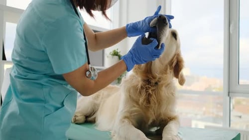 Golden Retriever Dog in Veterinary Clinic