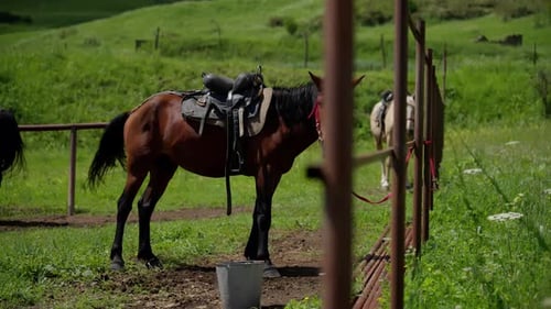 Saddled Horse Standing in a Rural Pasture