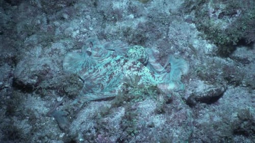 A Caribbean reef octopus moves along the ocean floor at night, undulating and changing colors.