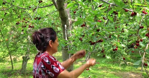 Closeup of woman harvesting ripe cherries