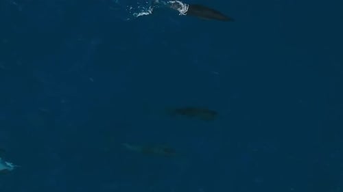 Dolphins Glide in Unison Over Vibrant Aquatic Environment with Splashes