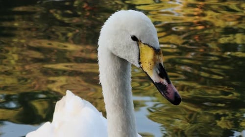 Elegant White Swan Slowly Turning Its Head
