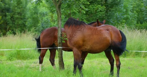 Deux beaux chevaux bruns cherchent de l'ombre ensemble sous un arbre vert